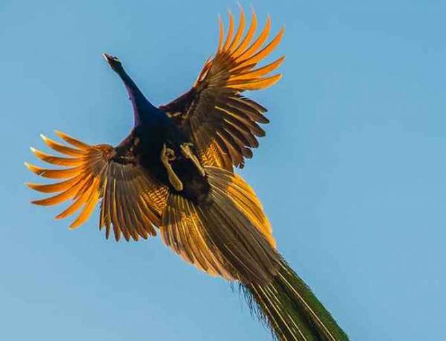 Как павлин выглядит в полете