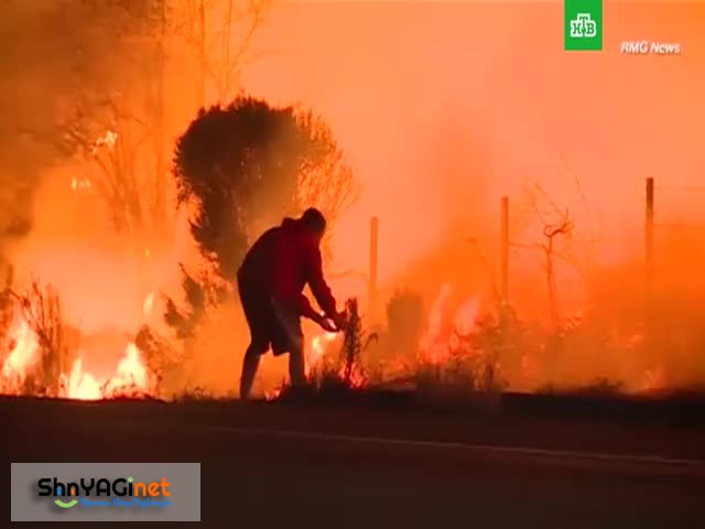 Спасение кролика на пожаре в Калифорнии Спасение кролика на пожаре в Калифорнии