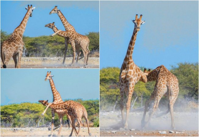Схватка жирафов в Намибии
