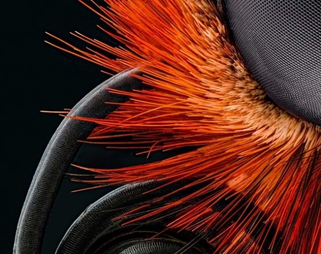 Окружающий мир под микроскопом