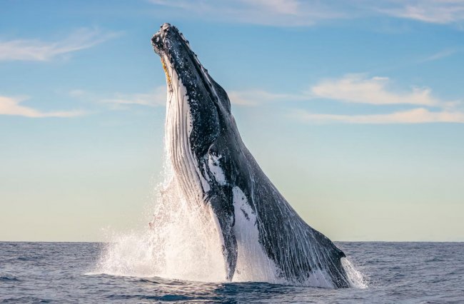 Победители подводного конкурса Ocean Photographer of the Year 2024