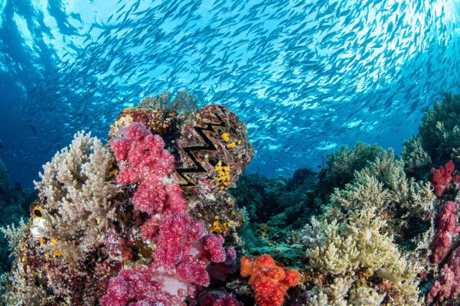 Победители подводного конкурса Ocean Photographer of the Year 2024