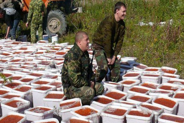 Уничтожение четырех тонн красной икры на Камчатке Уничтожение четырех тонн красной икры на Камчатке