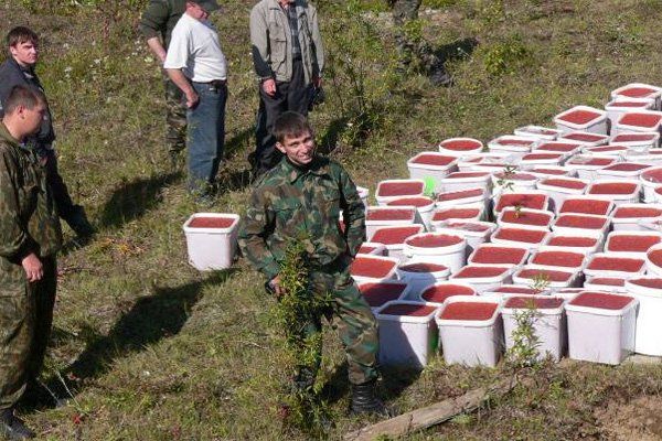 Уничтожение четырех тонн красной икры на Камчатке Уничтожение четырех тонн красной икры на Камчатке