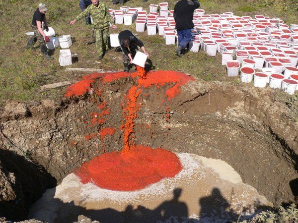 Уничтожение четырех тонн красной икры на Камчатке Уничтожение четырех тонн красной икры на Камчатке