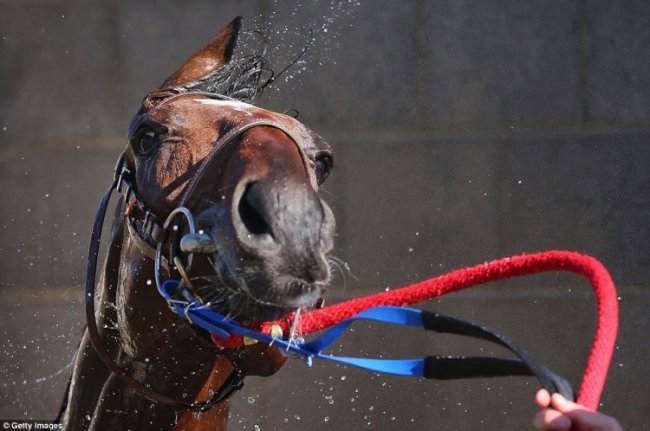 Гламурные любители скачек Australian Geelong Cup