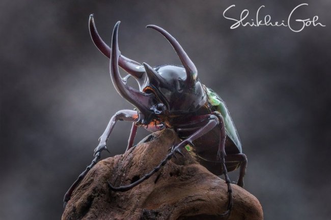 Замечательные макрофотографии Shikhei Goh