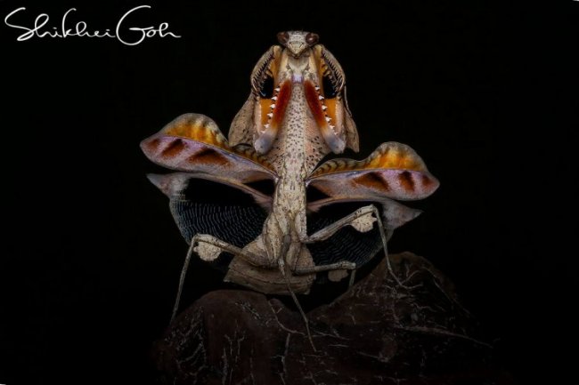 Замечательные макрофотографии Shikhei Goh