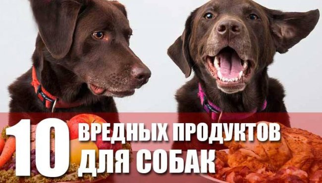 10 продуктов, которые НЕполезны для собак