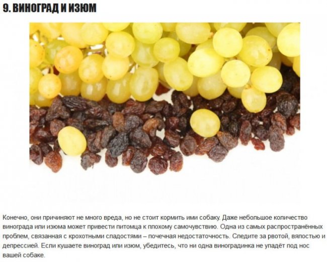 10 продуктов, которые НЕполезны для собак