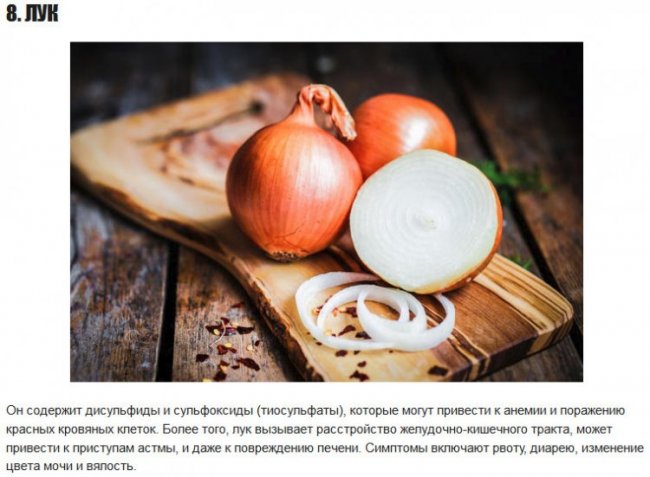 10 продуктов, которые НЕполезны для собак