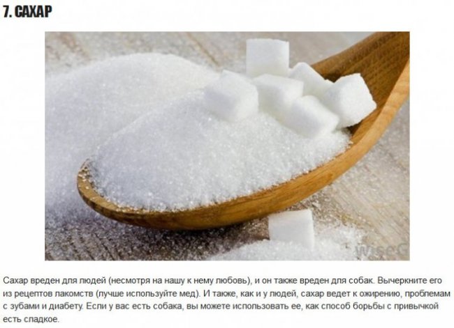 10 продуктов, которые НЕполезны для собак