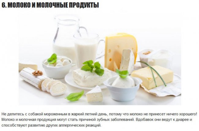 10 продуктов, которые НЕполезны для собак