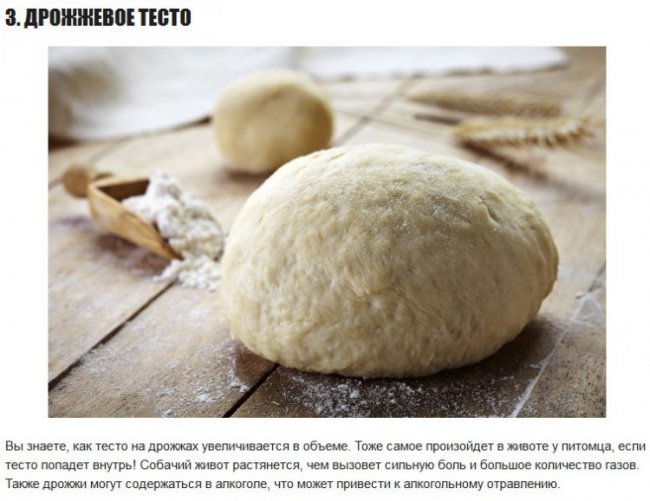 10 продуктов, которые НЕполезны для собак
