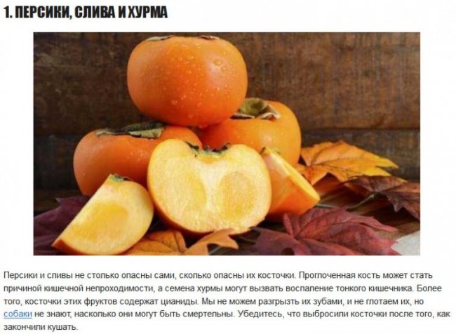 10 продуктов, которые НЕполезны для собак