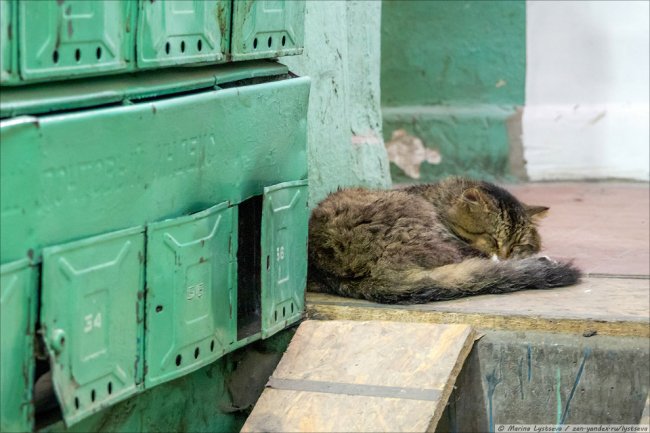 Коты в Калининграде. Нашествие