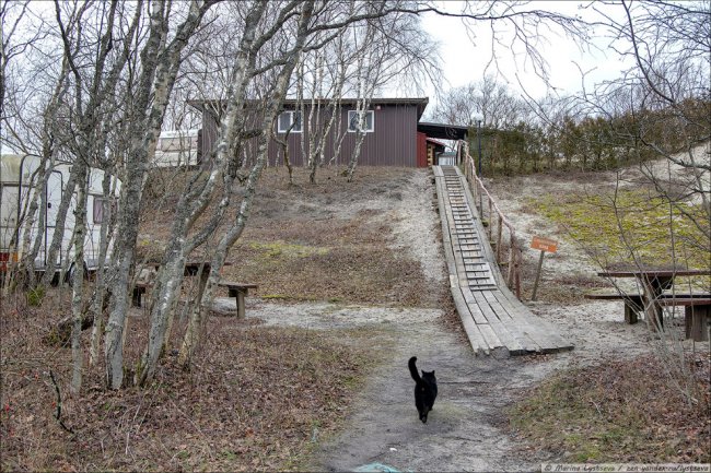 Коты в Калининграде. Нашествие