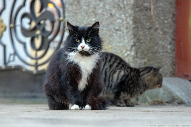 Коты в Калининграде. Нашествие