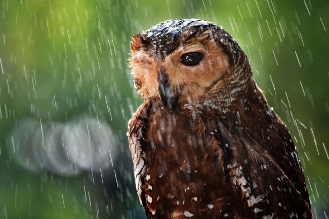 Лучшие фотографии с конкурса #Animals202